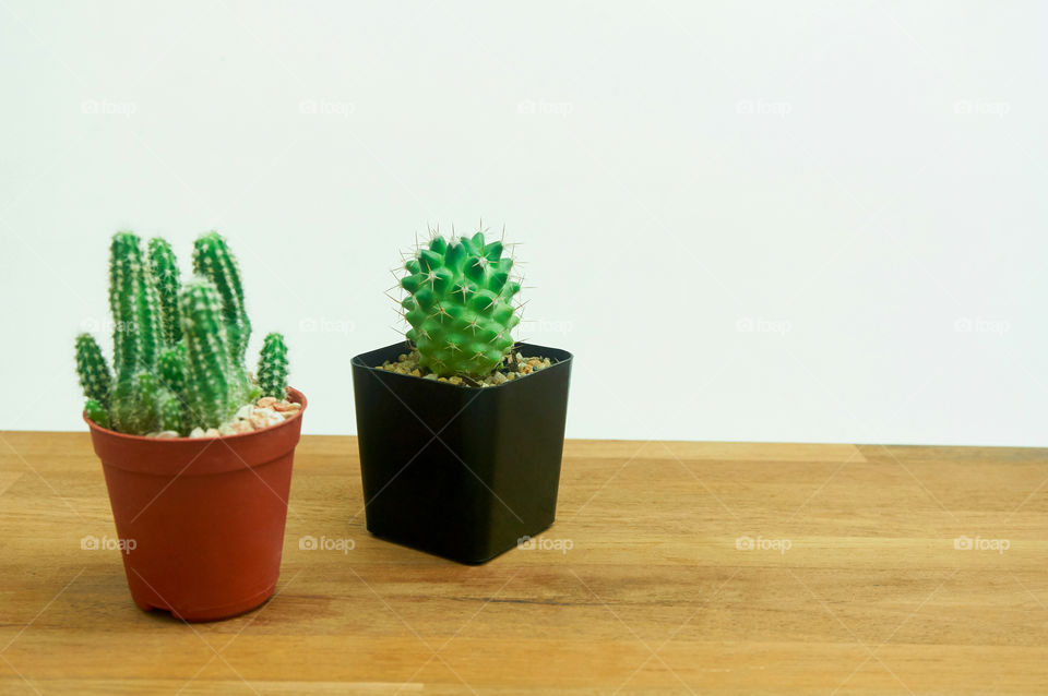 Cactus in pot on wooden background with copy space 