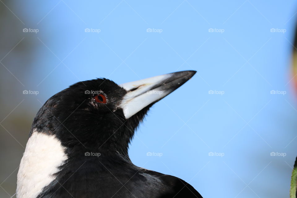 Magpie headshot close-up looking up