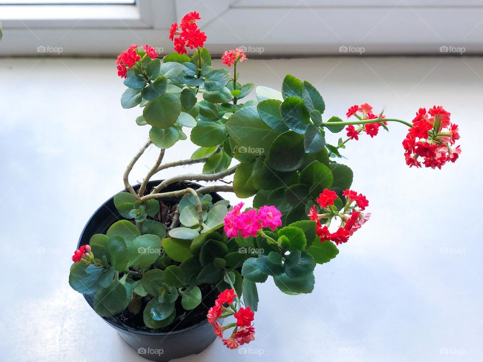 Plant with pink and red flowers and green leaves in a pot on the windowsill 