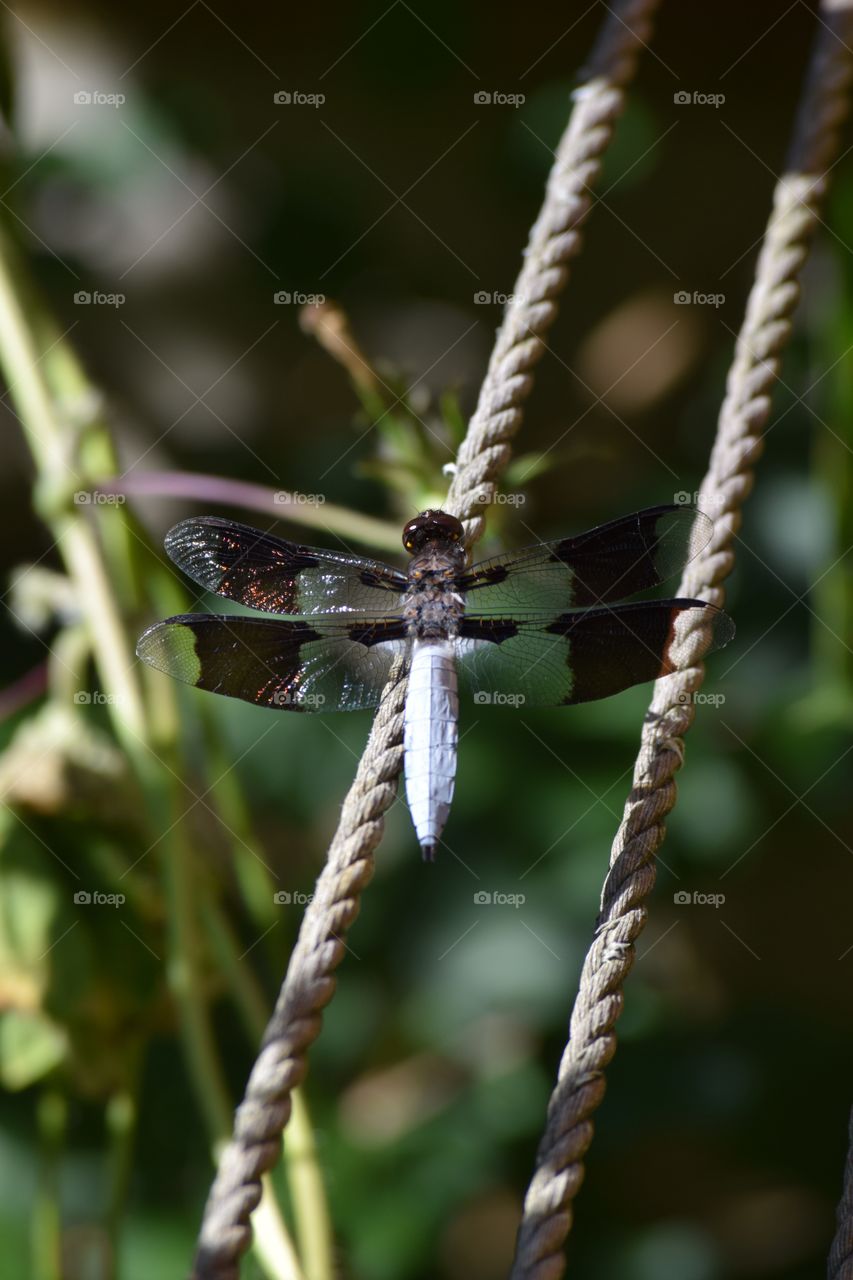 Dragonfly 