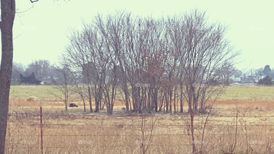 Herd of trees in a field