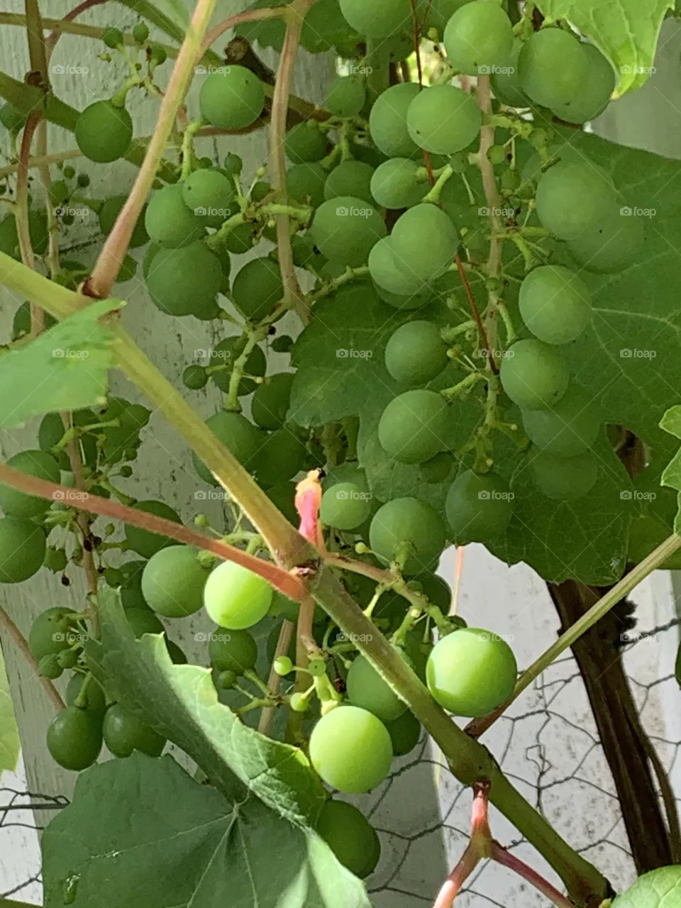 grapes in progress