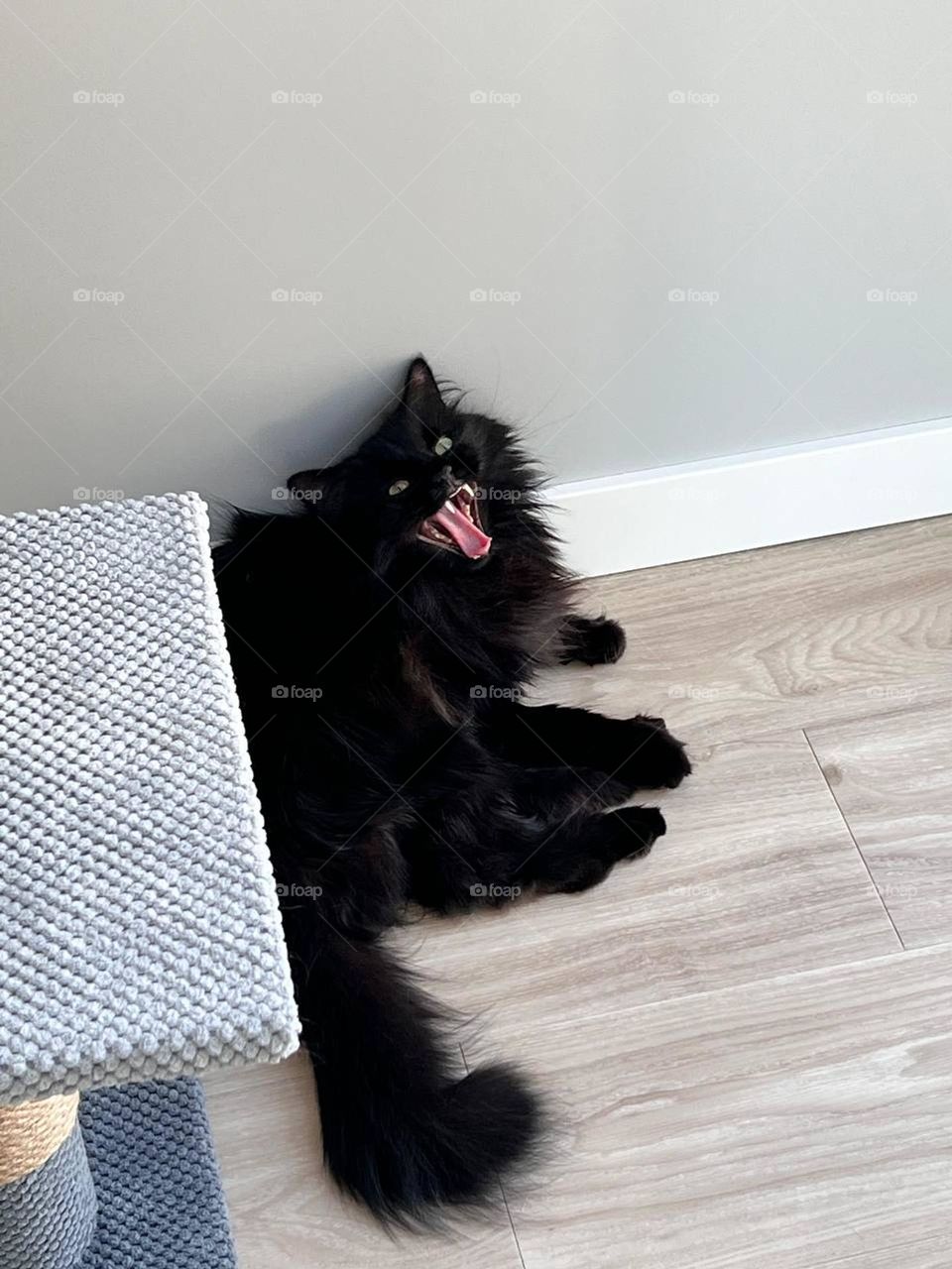 a funny moment of a black cat yawning