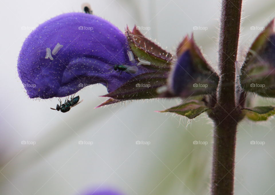 Ants On Clary Sage