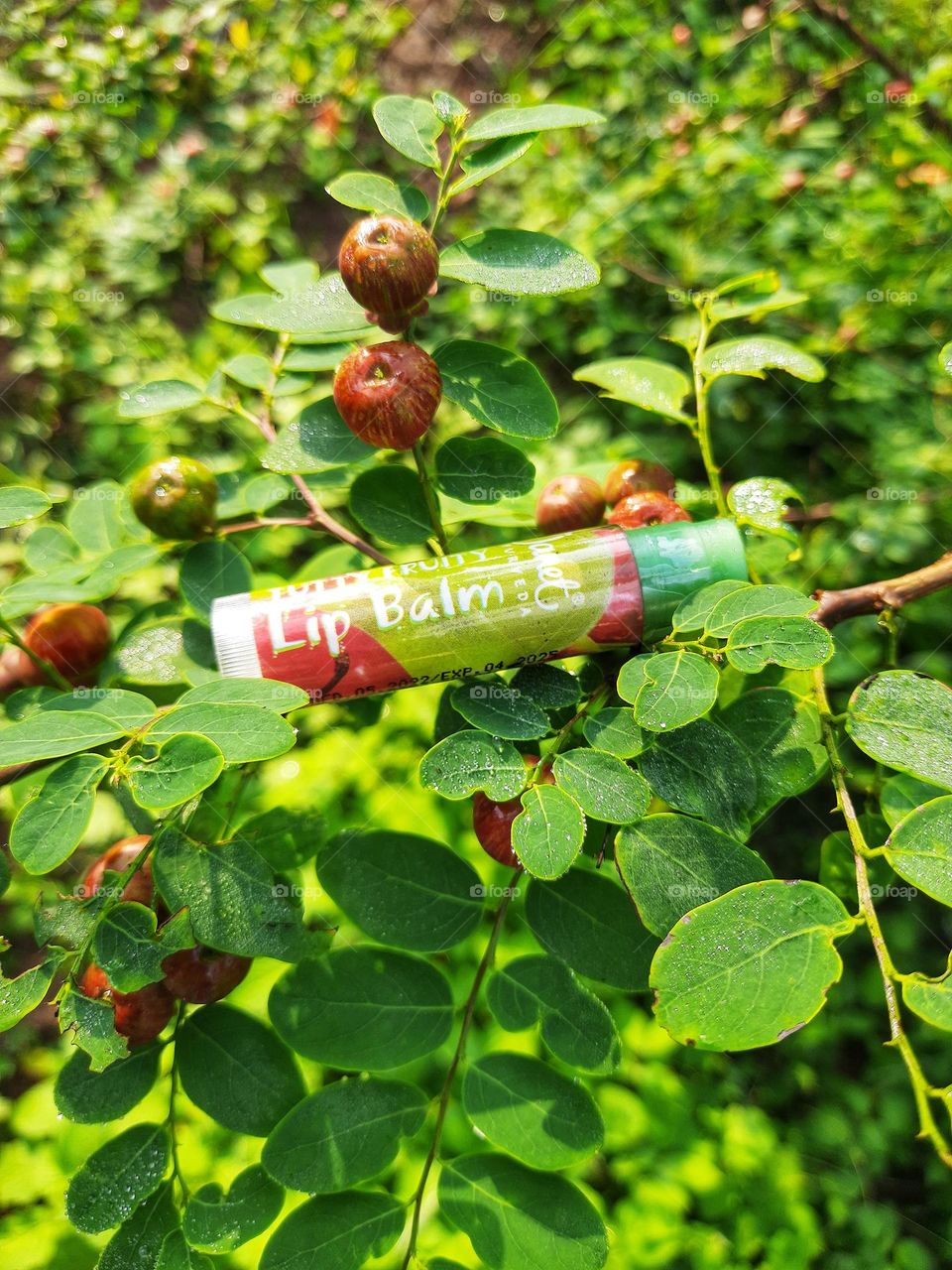 janet tutty fruity natural lip balm and Black Honey Shrub tree