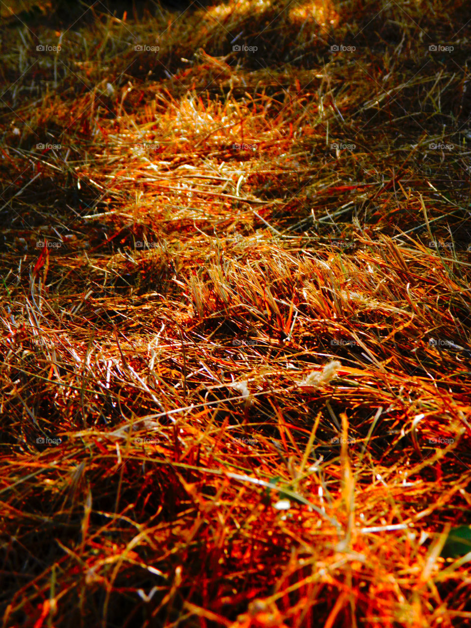 Parched grass illuminated by the hot afternoon sun in a Madrid forest in summer.