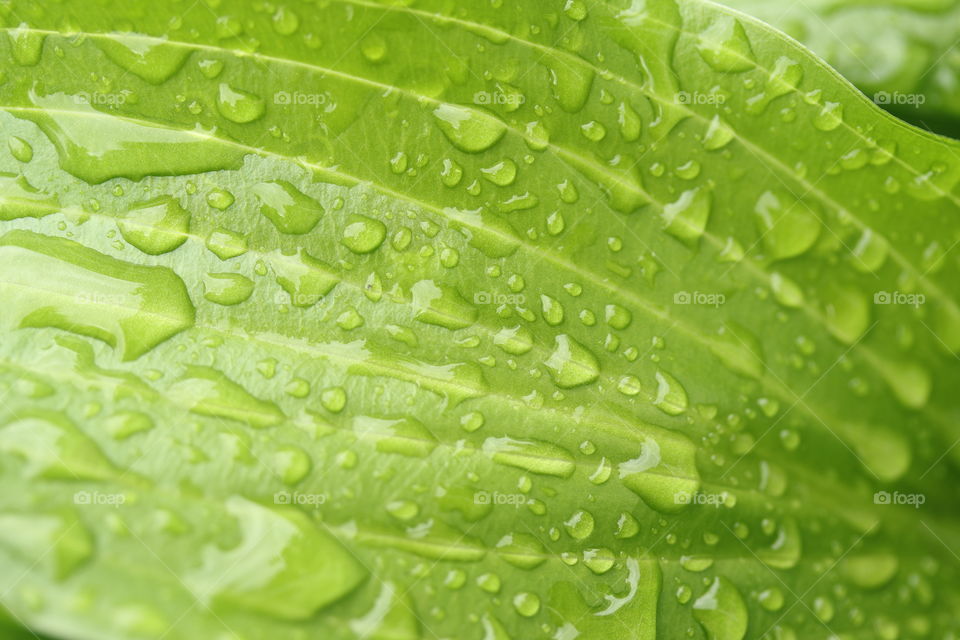 After the rain,  water on a leaf