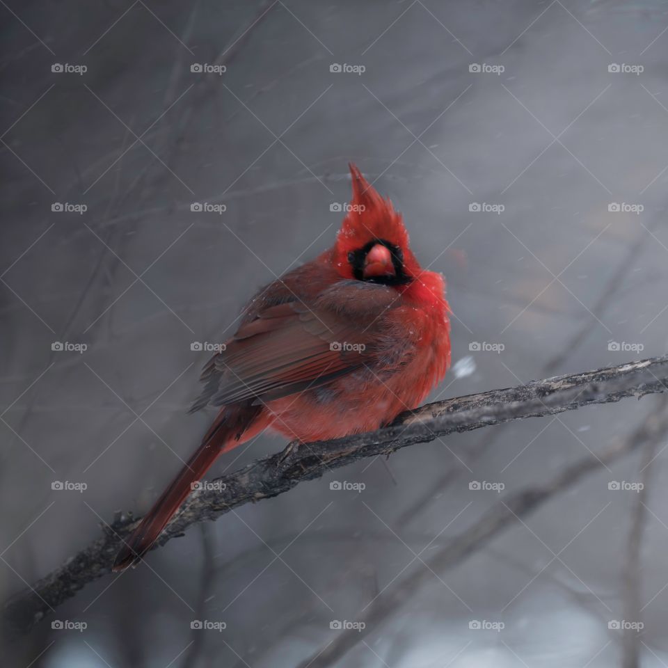 Rock star! This cardinal was chilling at a snowstorm near a pond. Just love how he noticed me and thankfully didn’t flew away! 