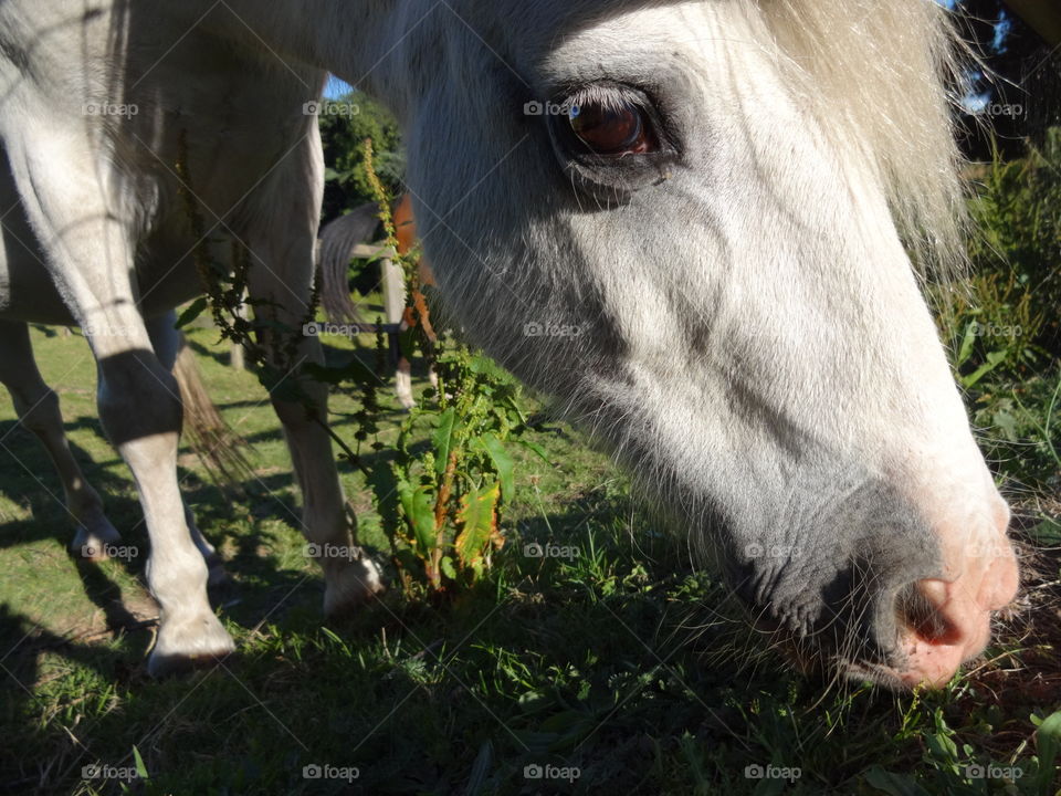 pony face in macro