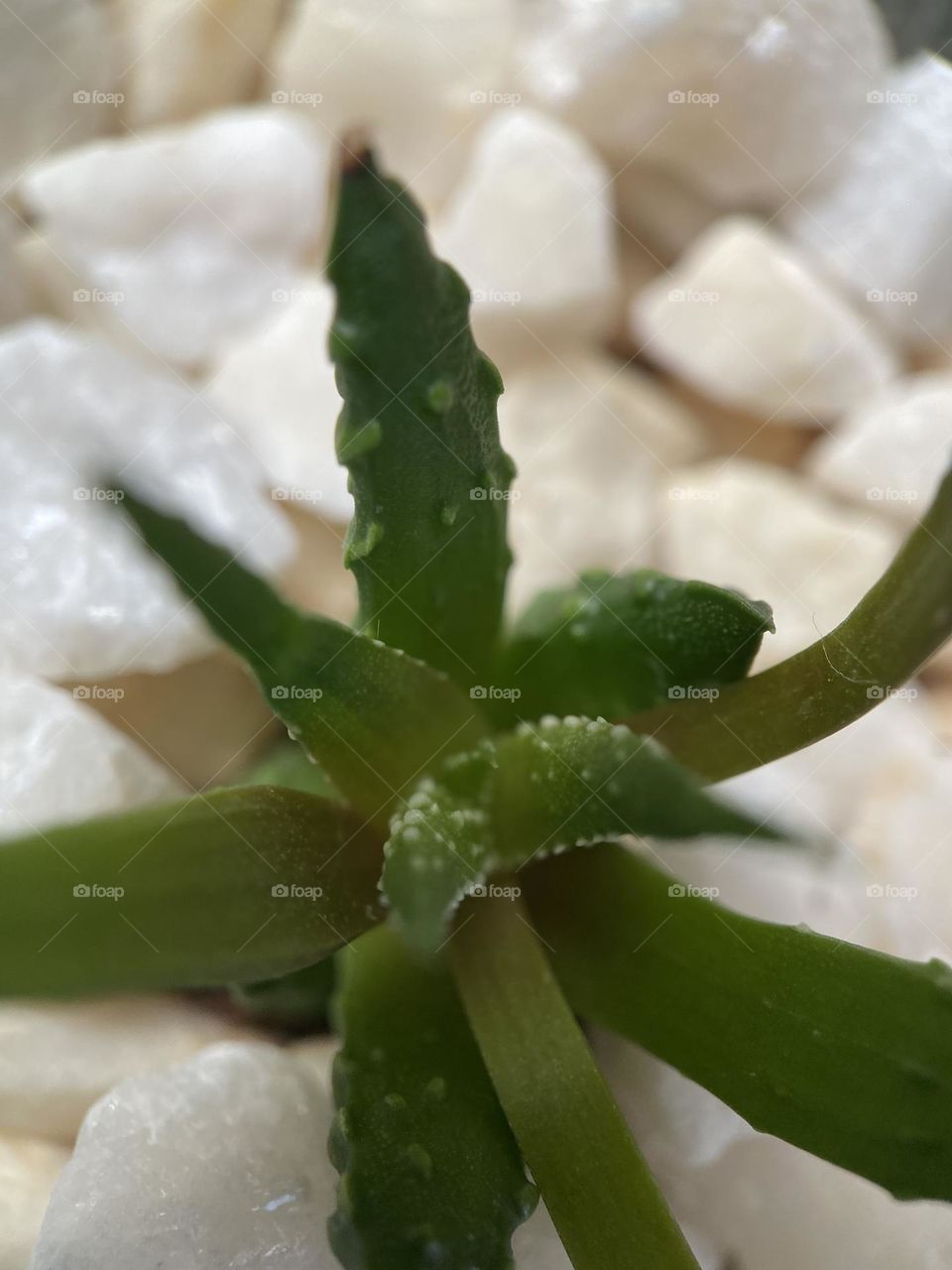 #MacroPhotography Succulent