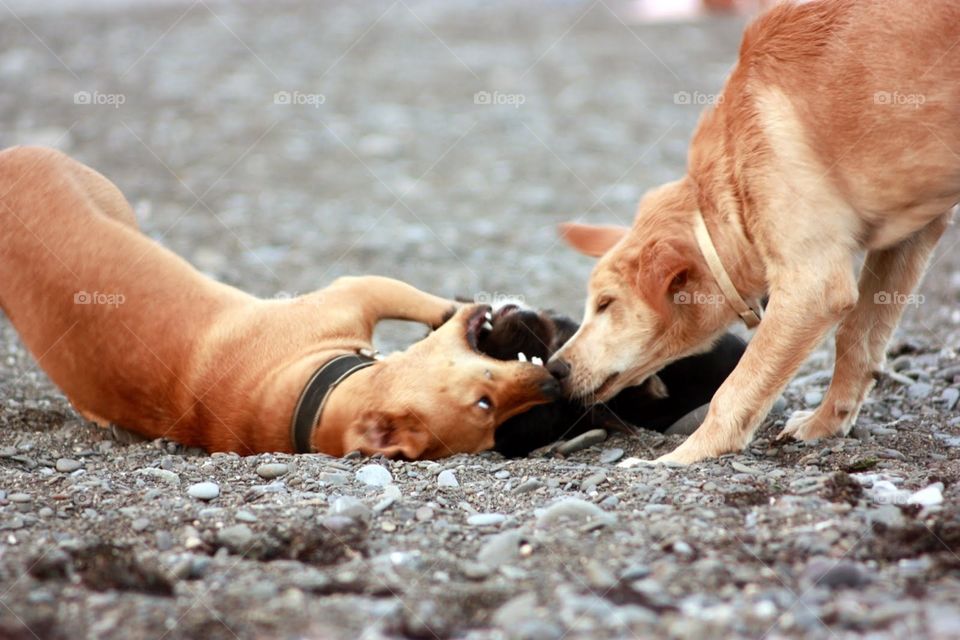 Dog, No Person, Nature, Mammal, One