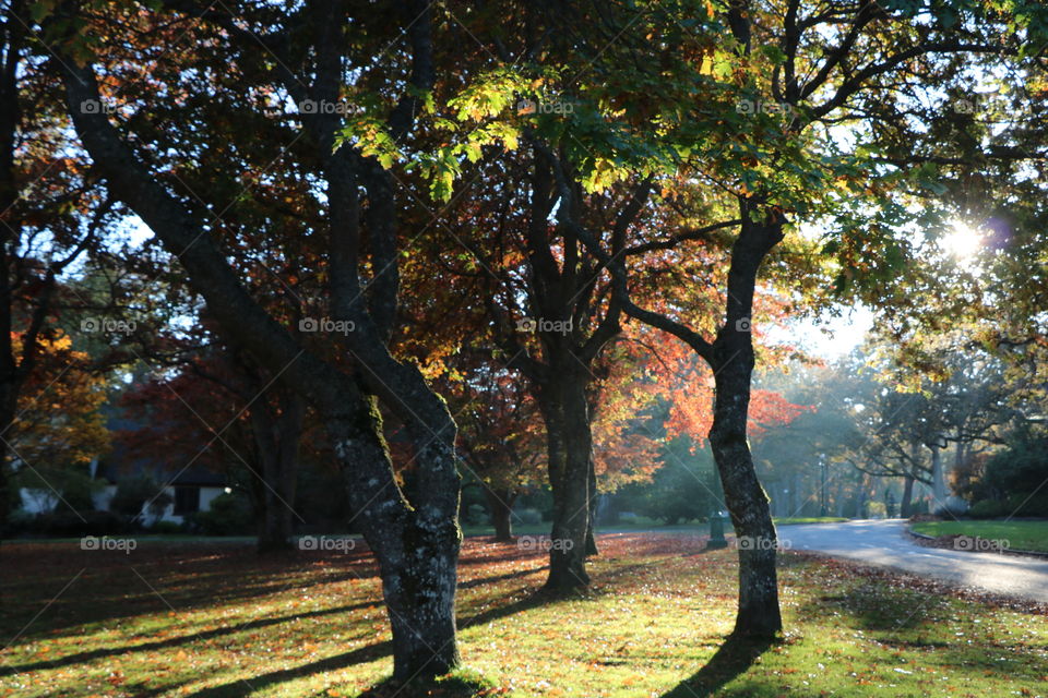 All colors  of leaves on trees casting shades under the sunlight 