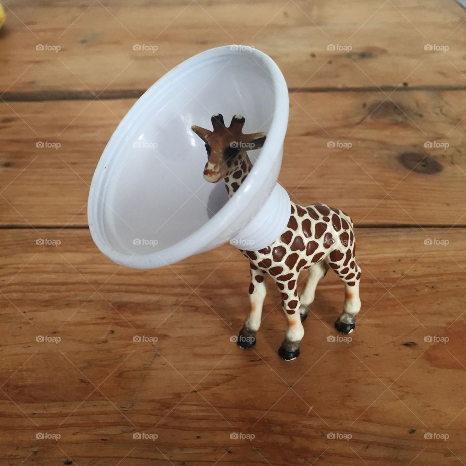 Sick giraffe
