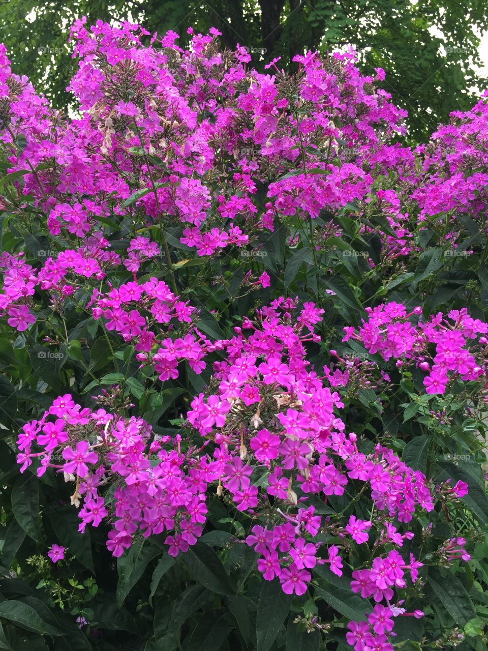 Purple flowers in neighbourhood on a summer day