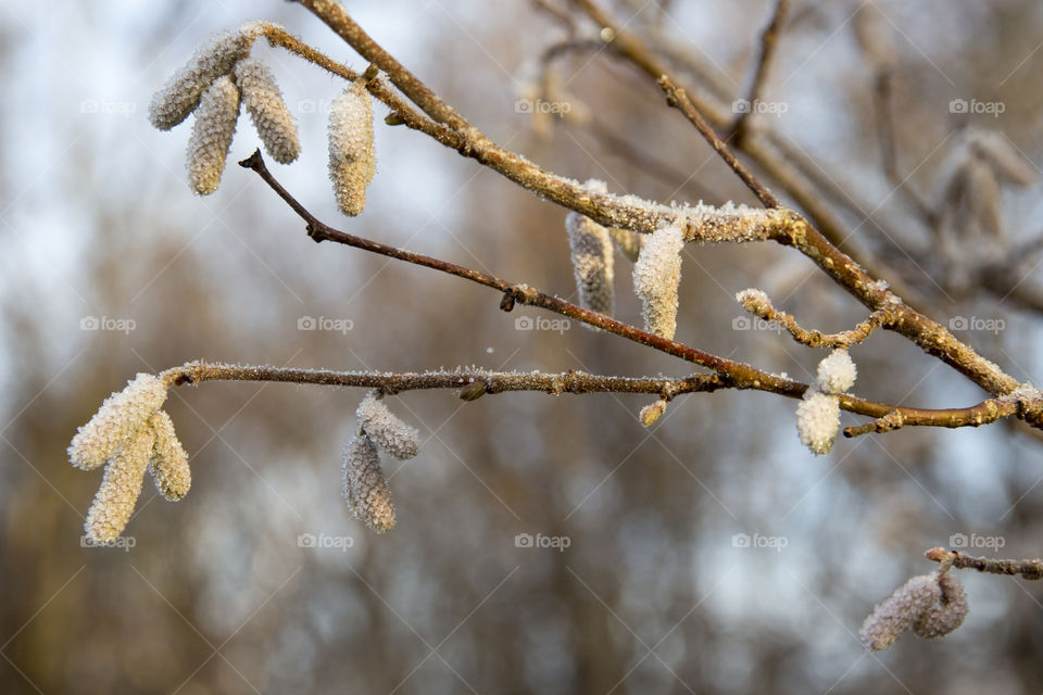 Frost on birch catkin - frosty
