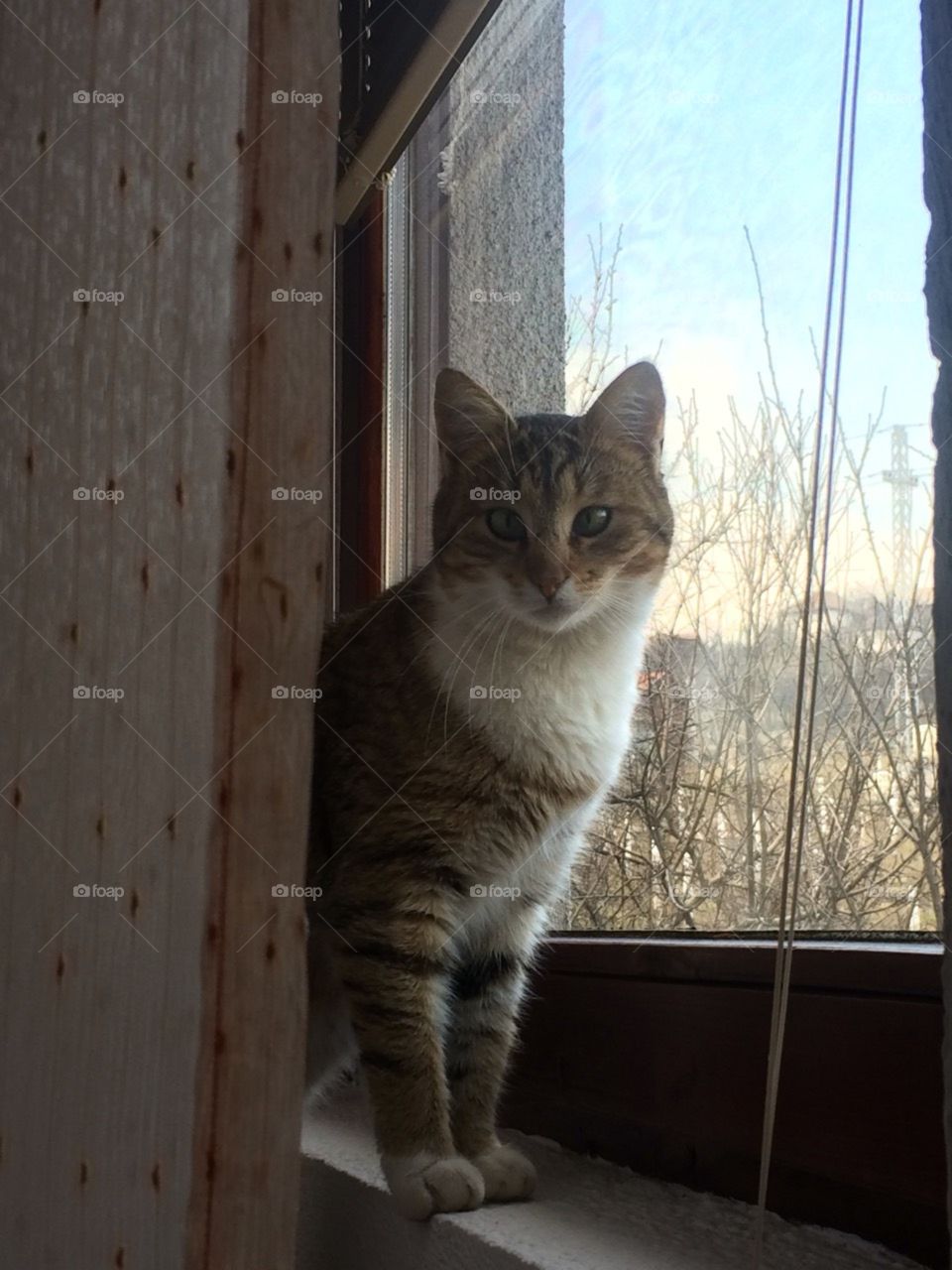 cat enjoys in the window view