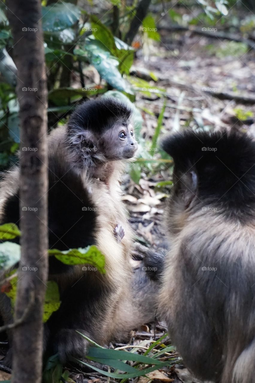 baby monkey on the back