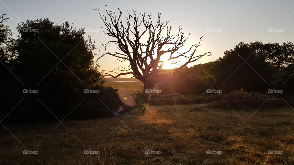Sunrise trough a shadowy large dead oak tree in an open field flanked by trees and bushes on either side and open view towards a bay behind the oak tree