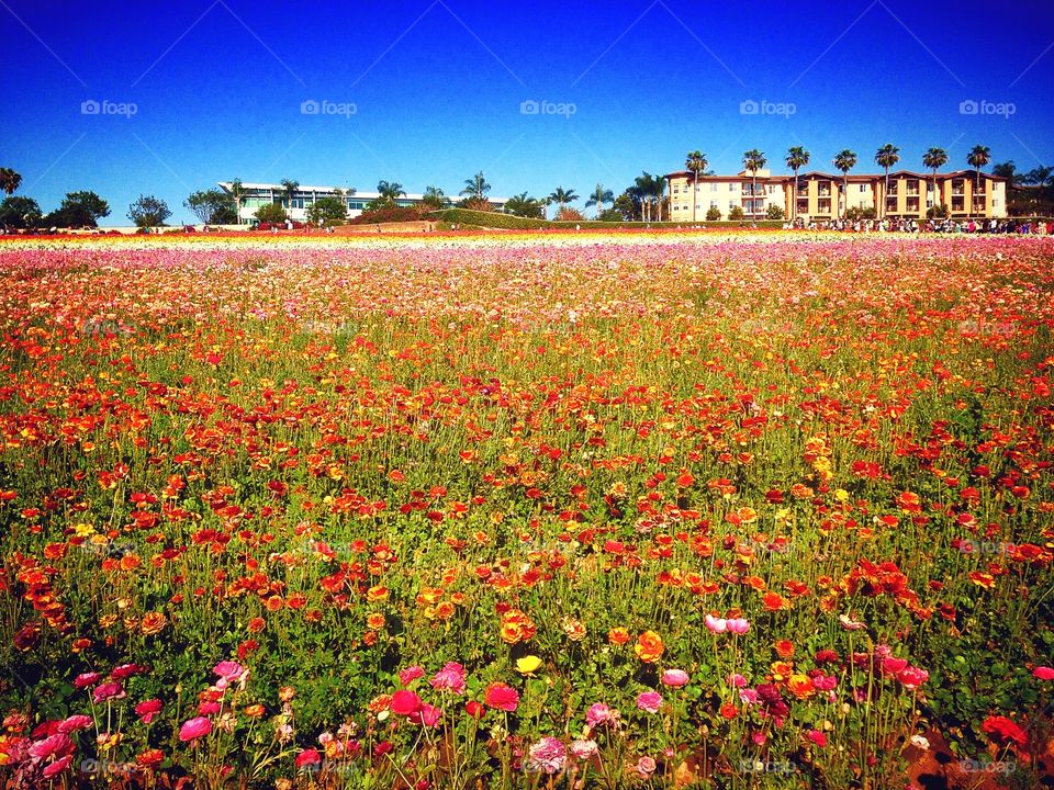 Flower field 