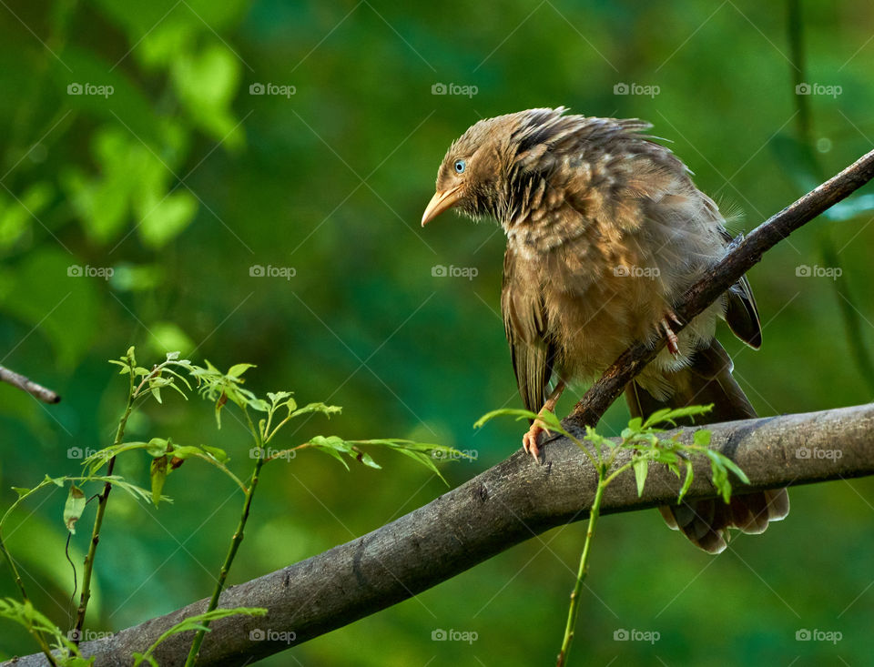 Evening behavior  - yellow  babbler