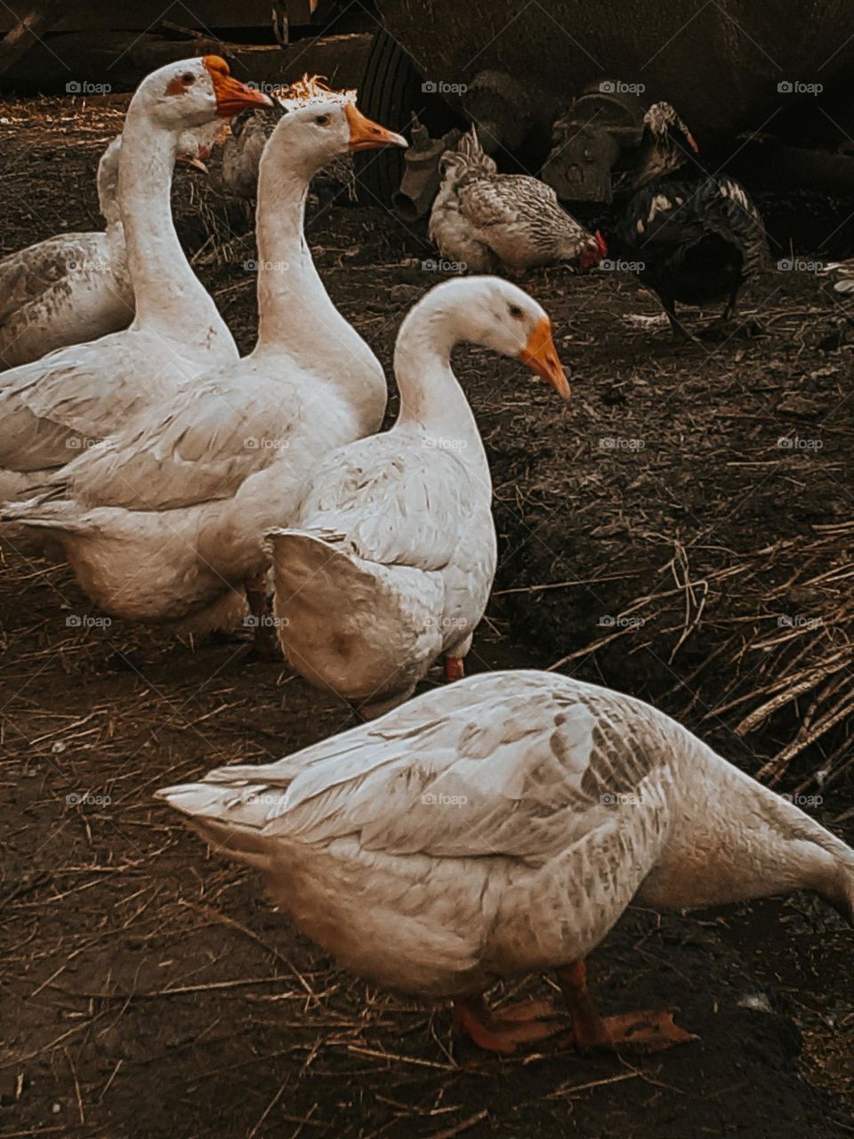 Geese