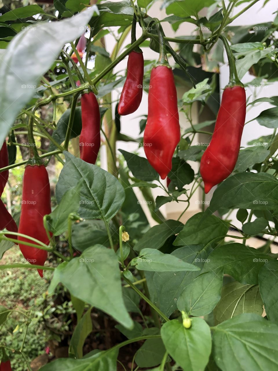 Pimenta dedo de moça,assim é conhecida aqui no Brasil. 