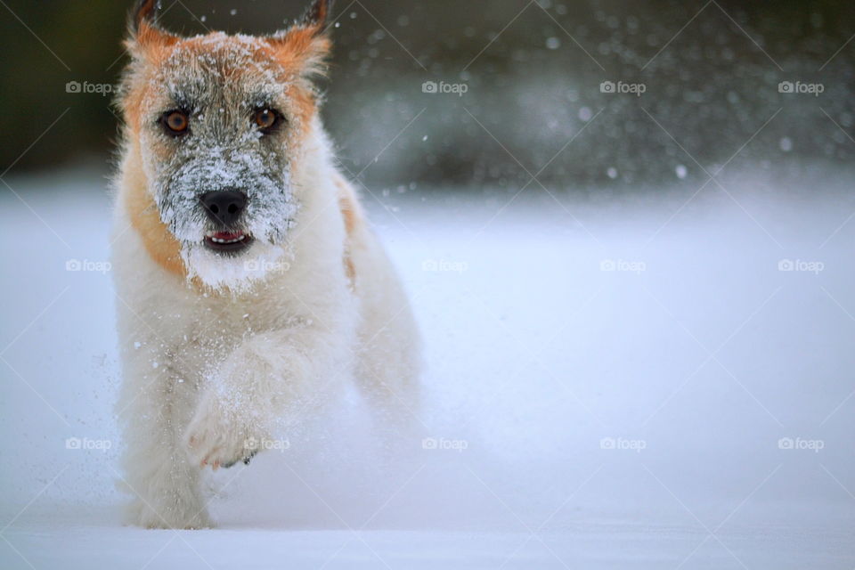 Dog running in the snow