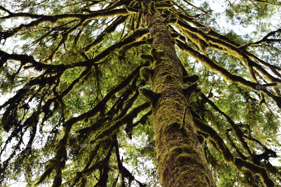 Tree, Nature, Leaf, Wood, Moss