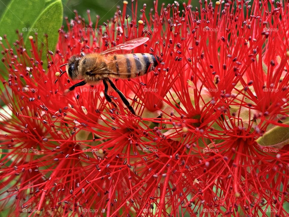 Living in harmony with nature - Flowers and bees Living in harmony - A honey bee hovers over a butterfly flower, bottle brush flower after extracting pollen to carry to other flowers