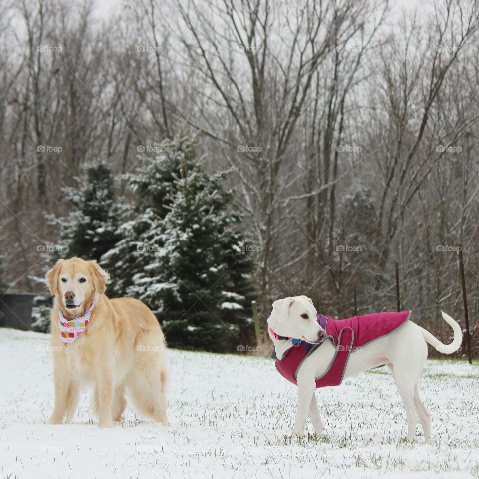 just out for some exercise on a cold winter day with my golden retriever Kaci and adopted mutt Elle