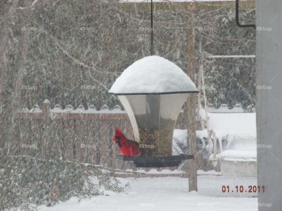 Cardinal at the bird feeder on the snow.