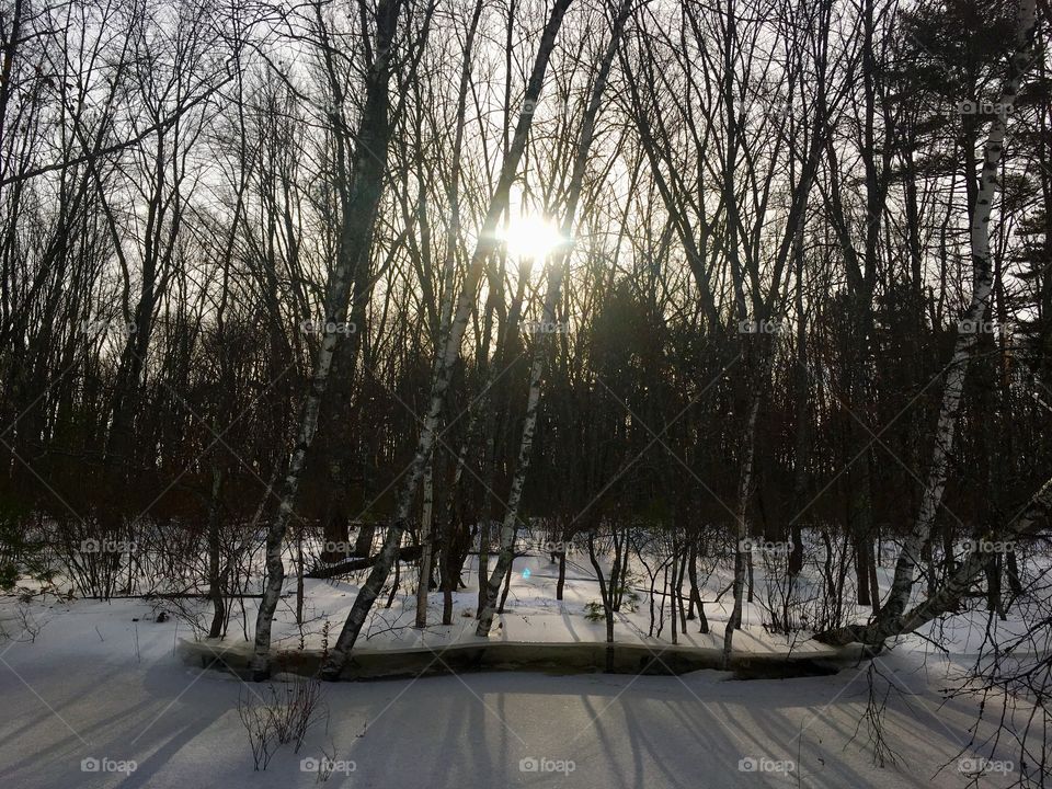 Ice shelves in the trees 