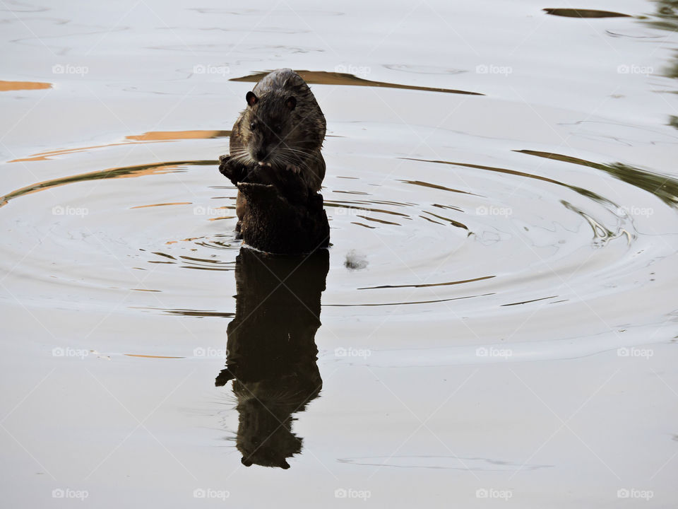 Water Rat. Wagga Wagga Lagoon, NSW, Australia