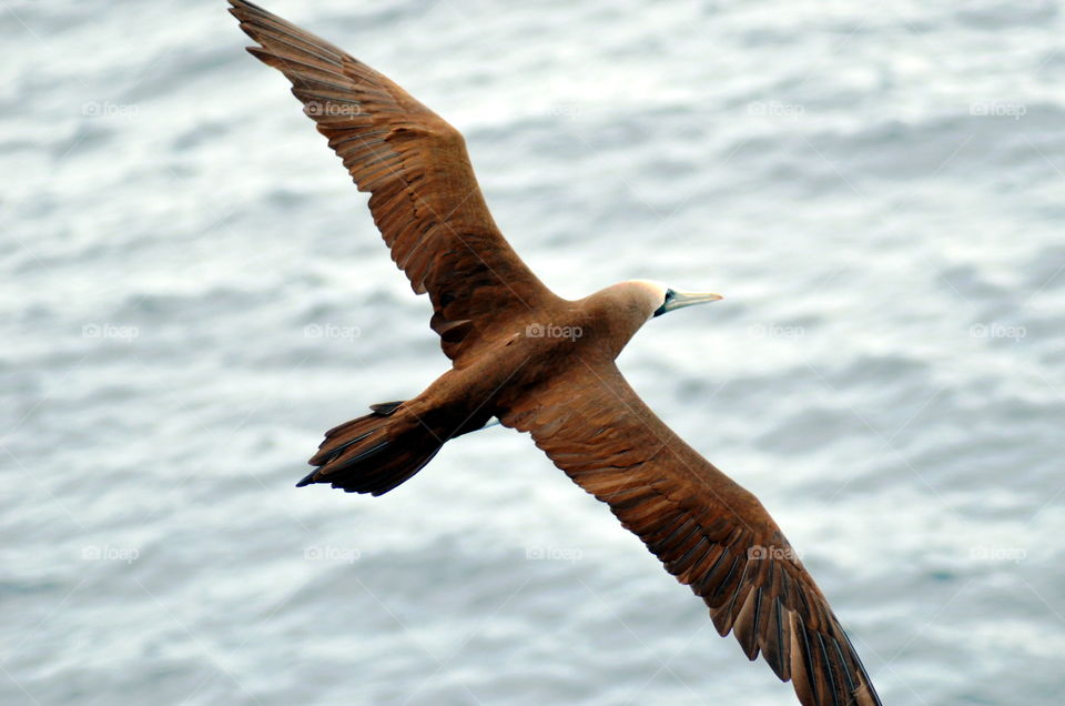 Brown Booby bird flying over the ocean.