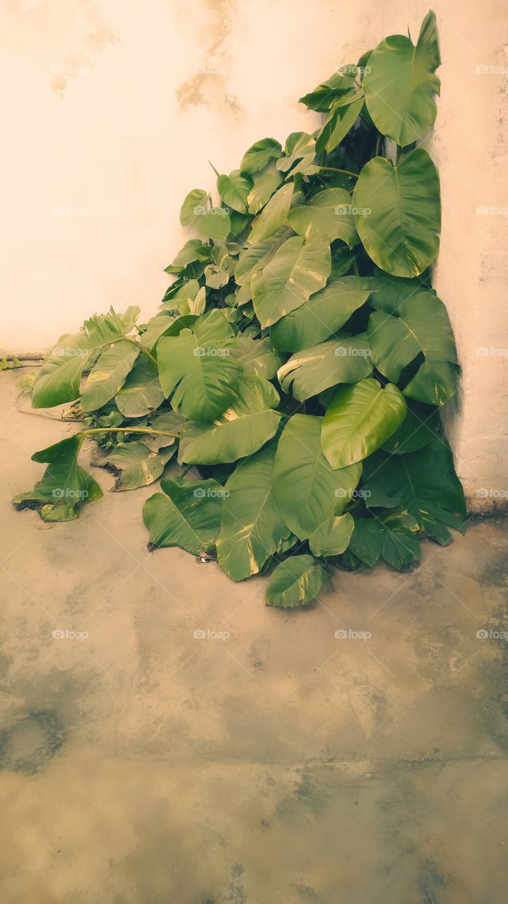 money plant with big leaves