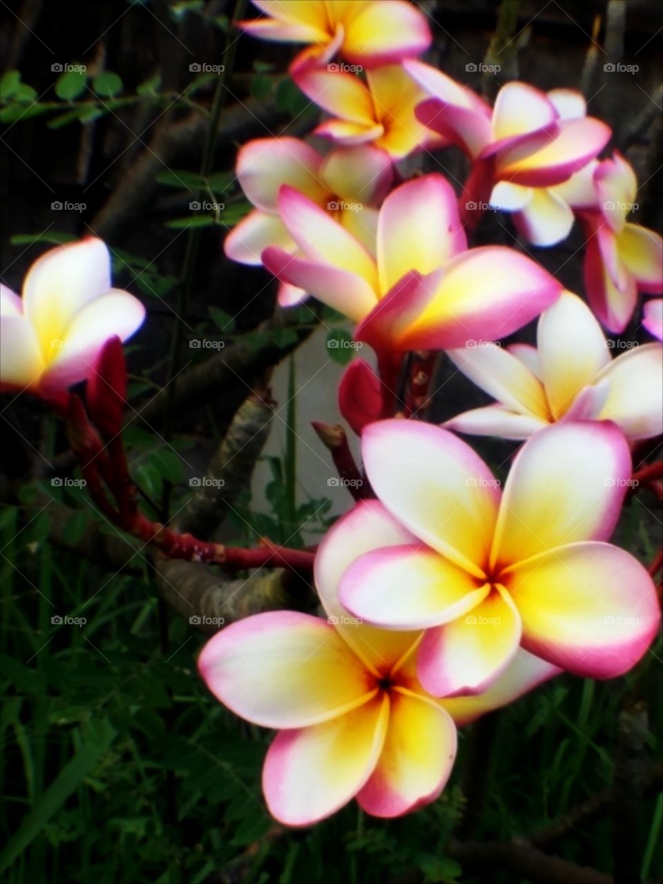 The temple trees. the temple trees in the garden