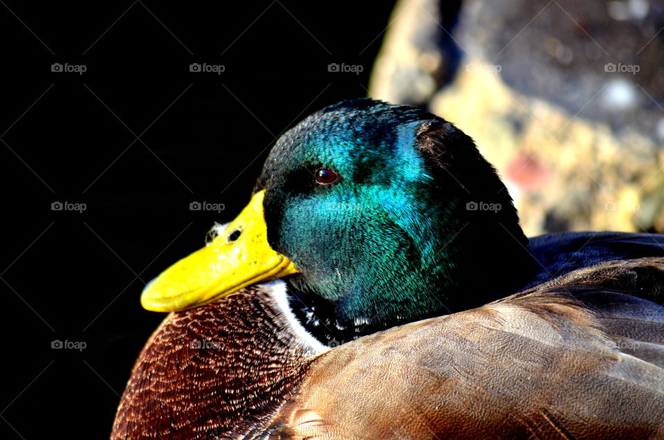 Duck