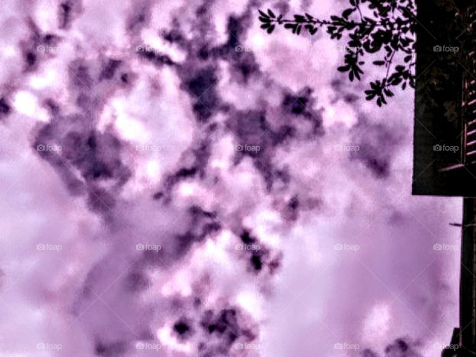 nature, tree, trees, foliage, fox trees, sky, tree against the sky, oboaka, fluffy oboaka, sweet oboaka, atmosphere, atmospheric photo