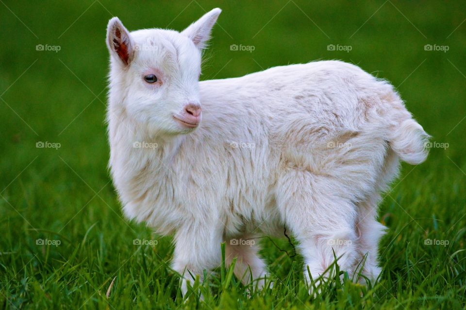 Close-up of baby goat