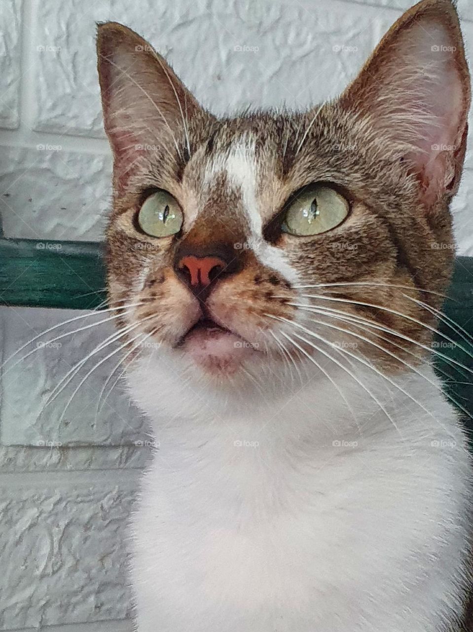 Editors ' Choice : Photo of the week