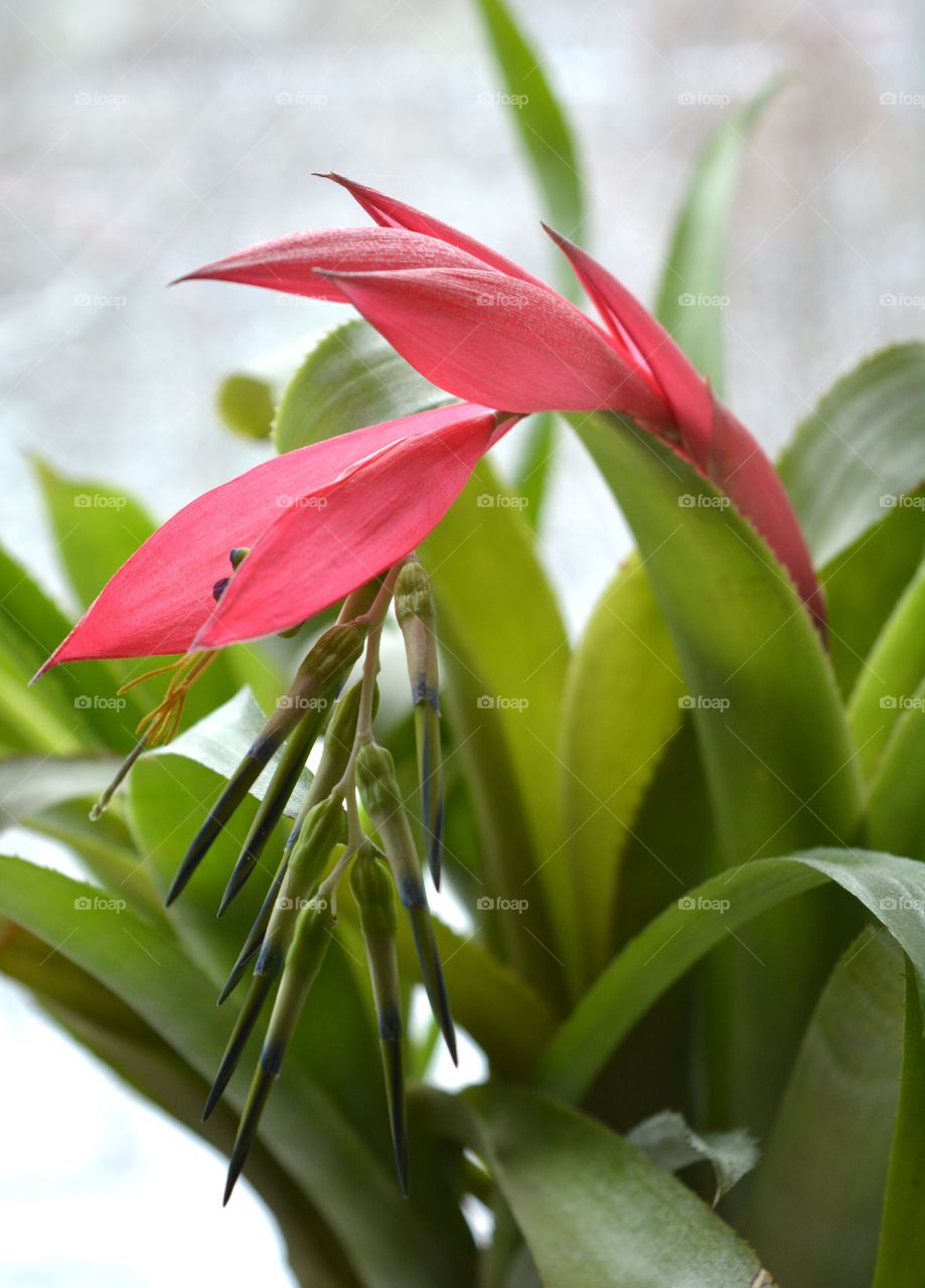 Nature, Leaf, No Person, Flora, Flower