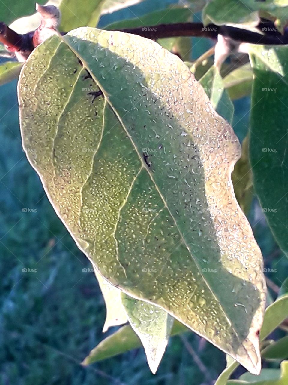 dew covered magnolia leaf  in early morning