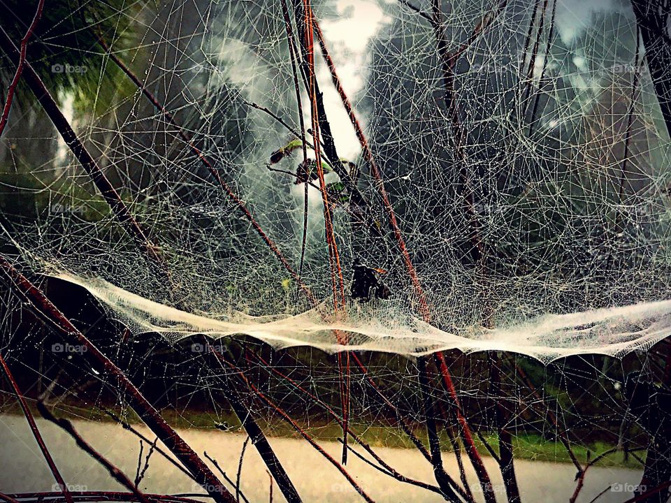 Glistening strands of an intricate spider 's web.