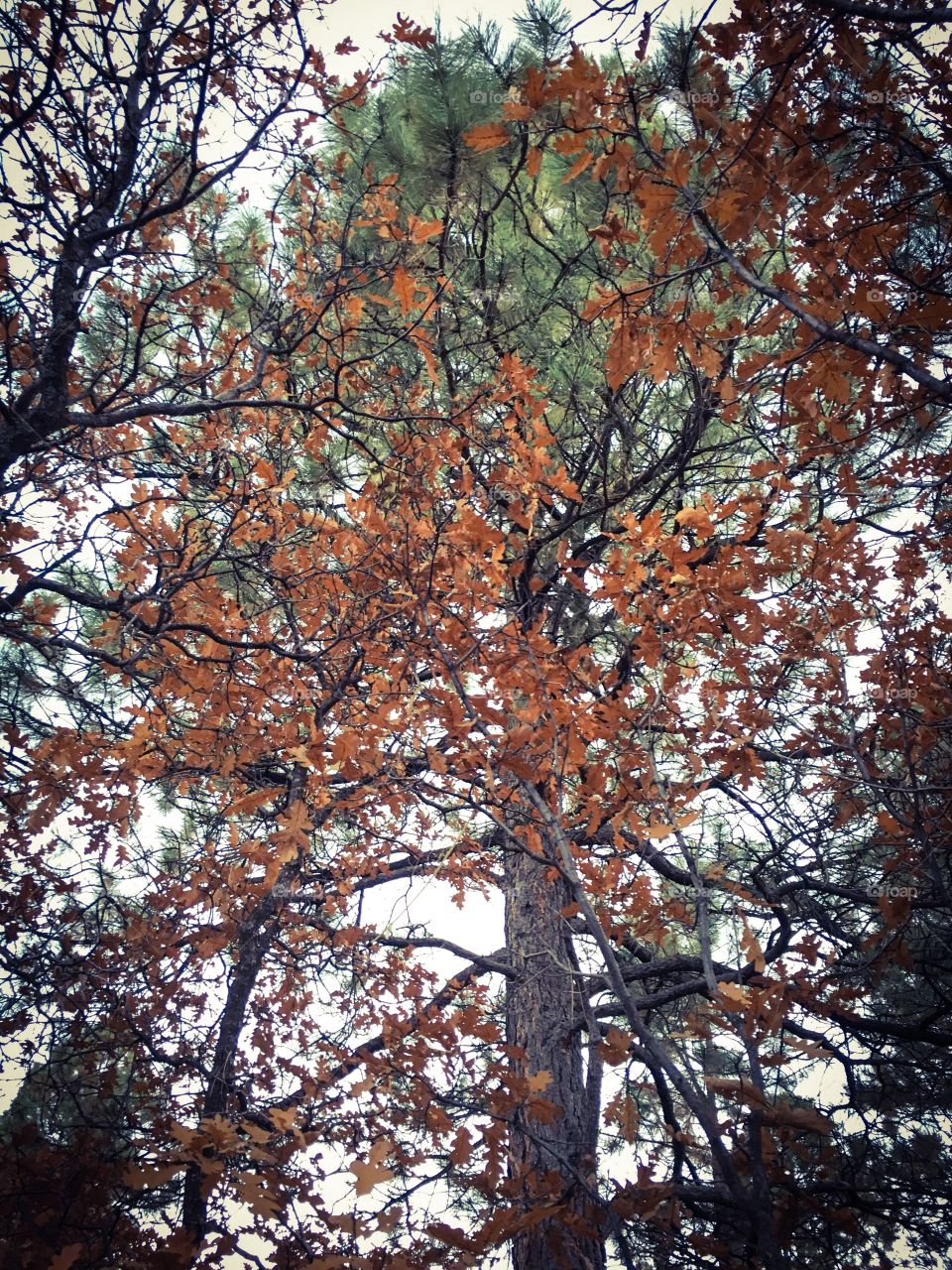 Low angle view of trees in autumn