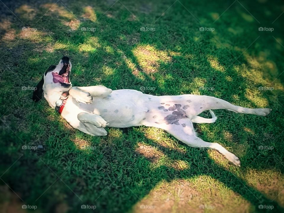 A dog rolling in the green grass under the shadow of a tree