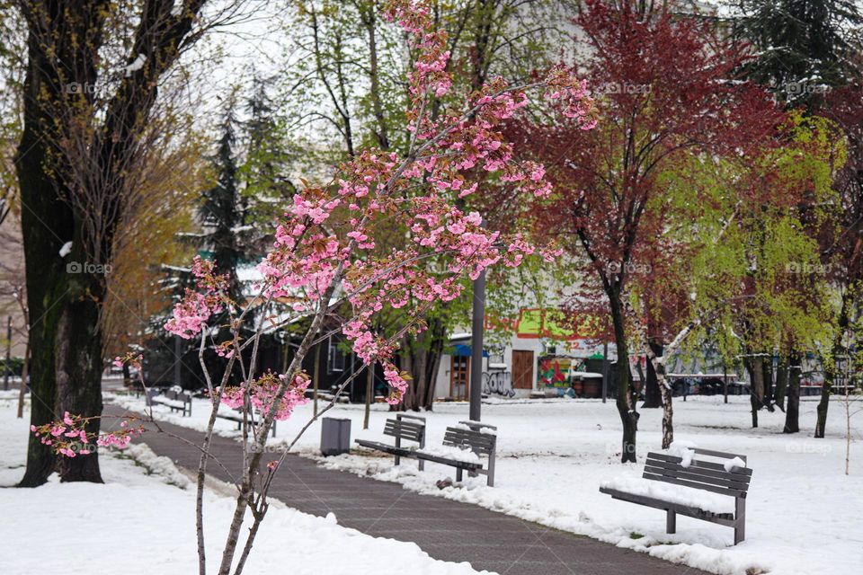 A park after the snowing during the spring