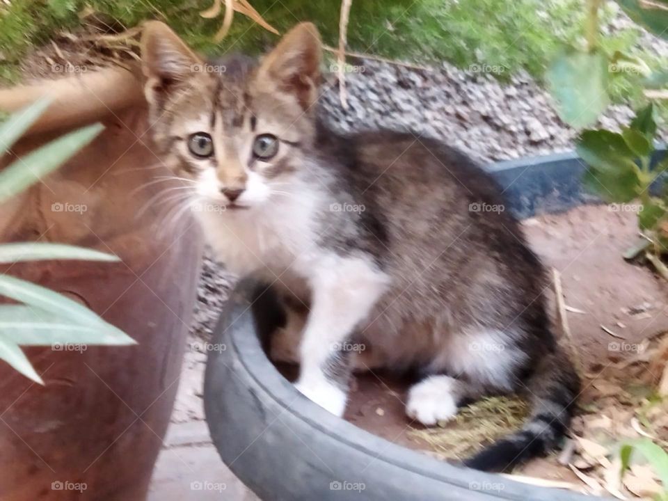 Beautiful cat looking at camera.