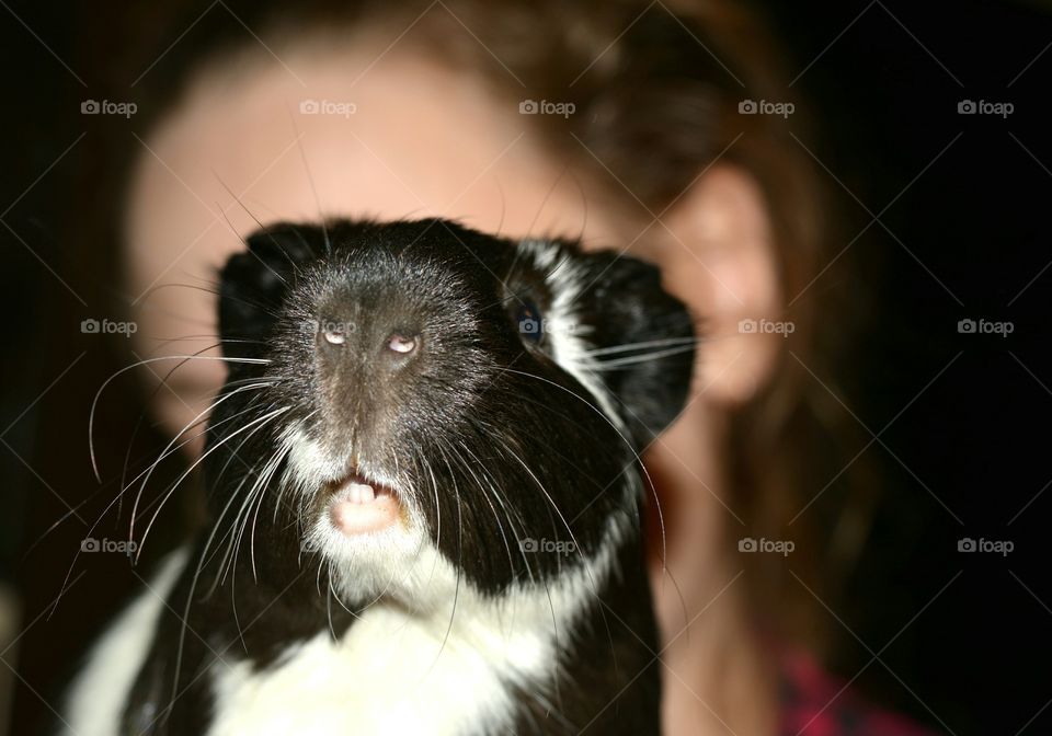 Guinea pig with woman in the background