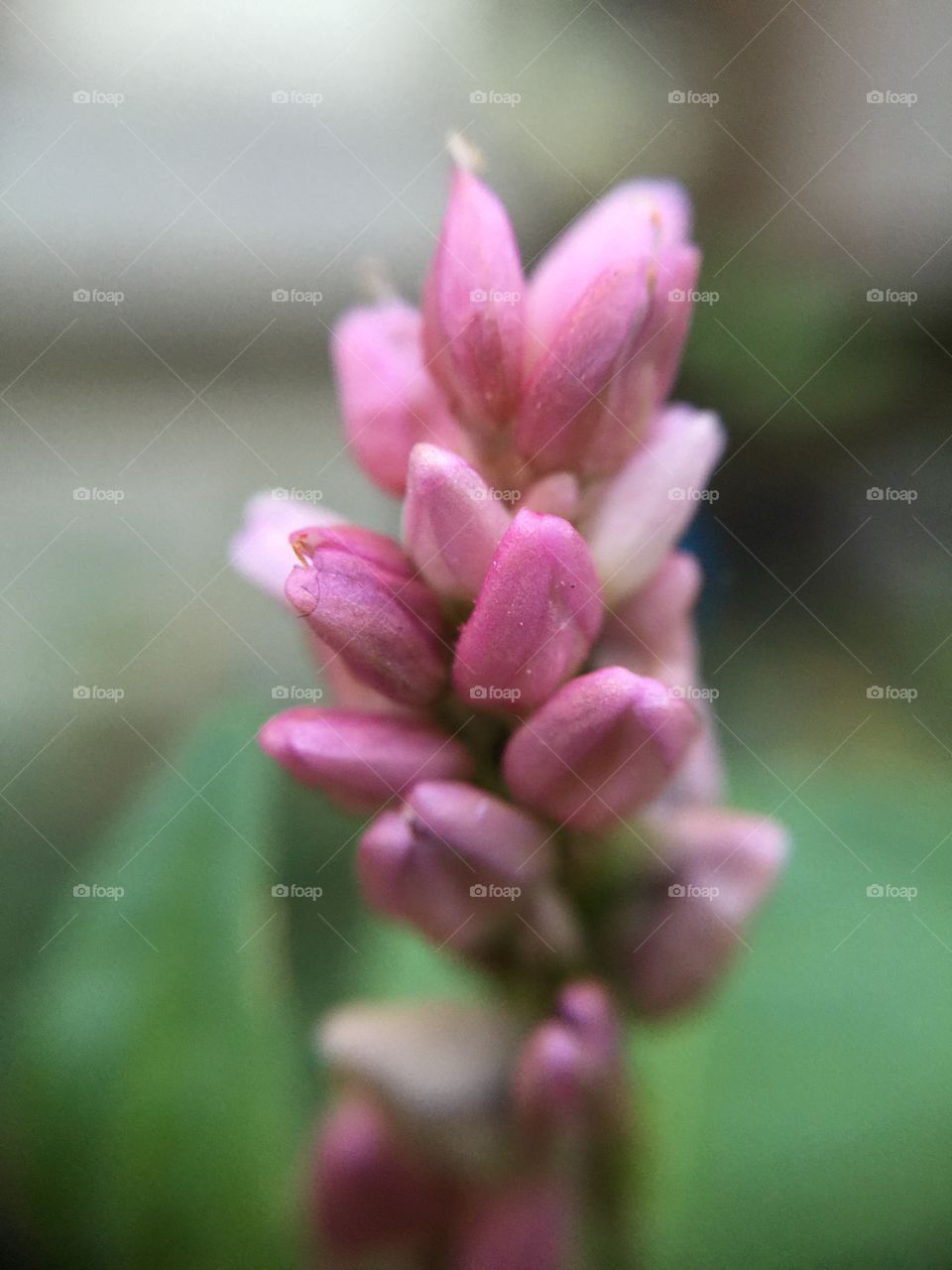 Macro pink clover flowers and buds