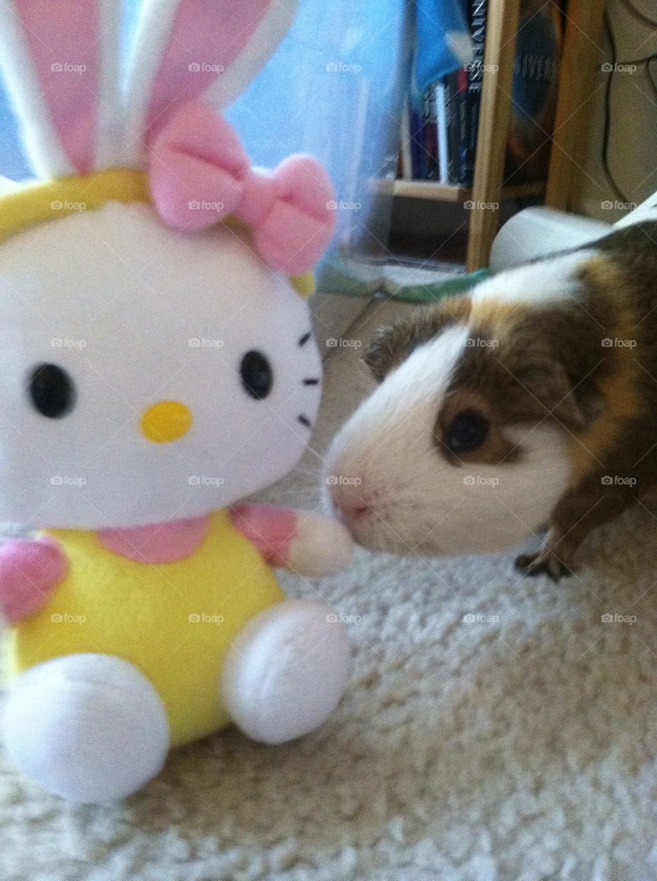 Hello kitty and guinea pig 